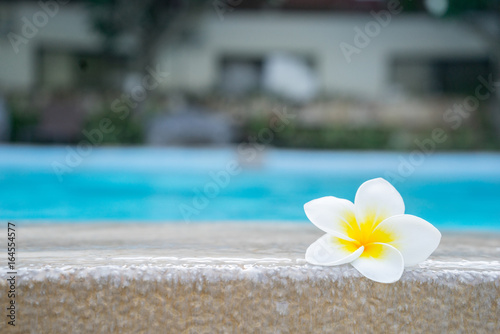 plumeria flower on swimming pool