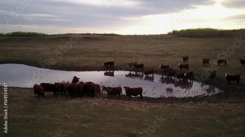 Cattle in a field at sunset