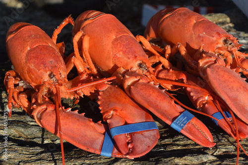 Wonderfully Cooked Red Lobster For a Summer Supper photo