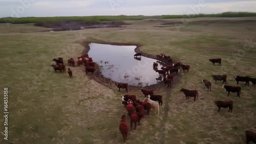 Cattle in a field at the water hole