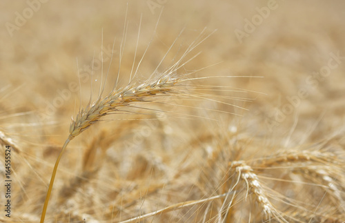 Golden wheat field