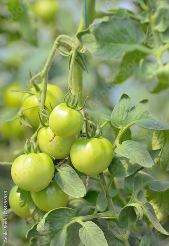 Wallpaper Mural Unripe tomatoes in a greenhouse Torontodigital.ca