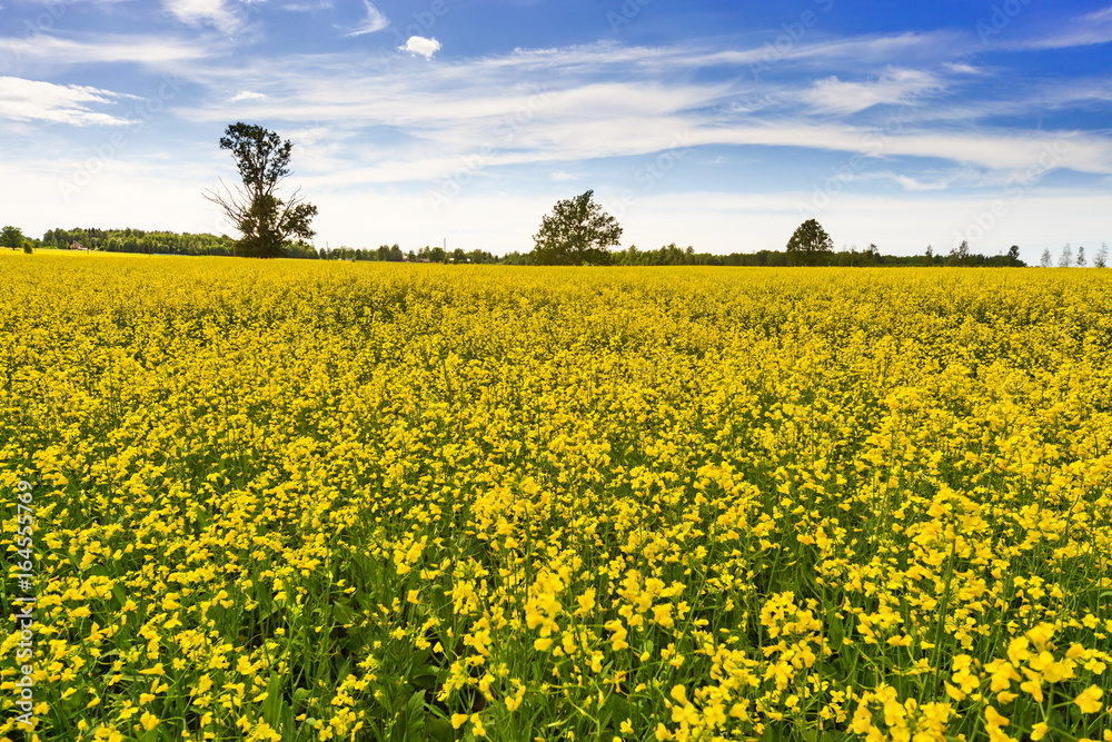 Obraz premium Landscape in the summer