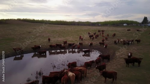Cattle in a field at sunset