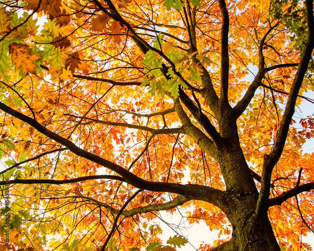 Invitation to dream, silence, relation, timeout, happiness: wonderful day in autumn forest :) Invitation to dream, silence, relation, timeout, happiness: wonderful day in autumn forest :)