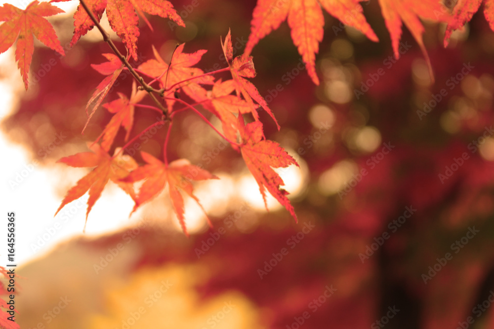 Fresh orange maple tree leaves close up Fresh orange maple tree leaves close up