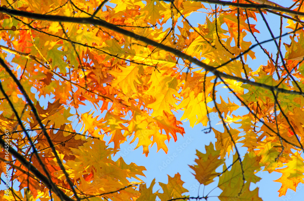Invitation to dream, silence, relation, timeout, happiness: wonderful day in autumn forest :) Invitation to dream, silence, relation, timeout, happiness: wonderful day in autumn forest :)