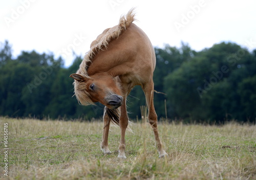 Fototapeta Naklejka Na Ścianę i Meble -  Dreibeinpferd, junges creme farbenes Islandpferd kratzt sich mit eiem Hinterhuf am Ohr