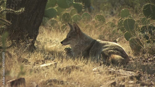Coyotes Walking Around The Desert 6