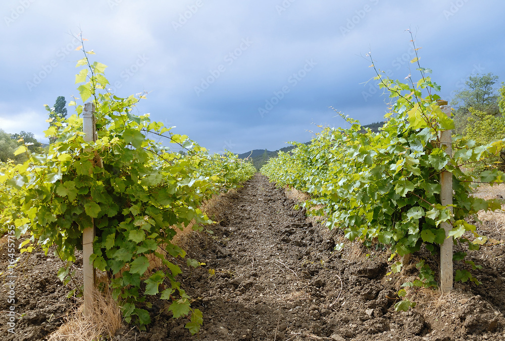 Countryside landscape, vineyard in the Crimea