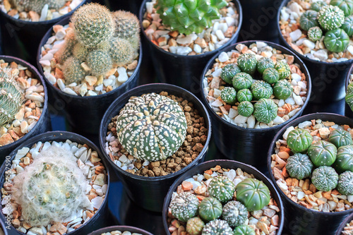 Cactus, Succulents in plastic pot at tree market for decoration and landscape idea concept design. © phanthit malisuwan