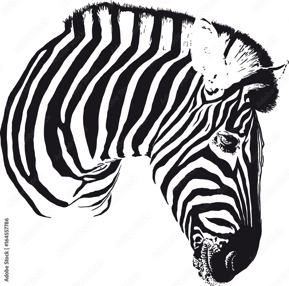Fototapeta premium Zebra Head