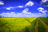 Beautiful wheat field and dirt road landscape with blue sky and clouds