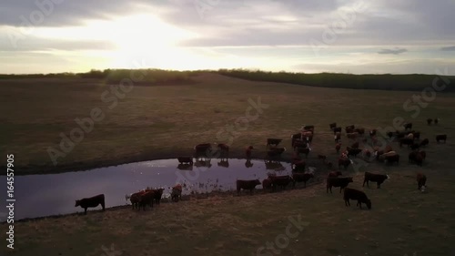 Cattle in a field at sunset