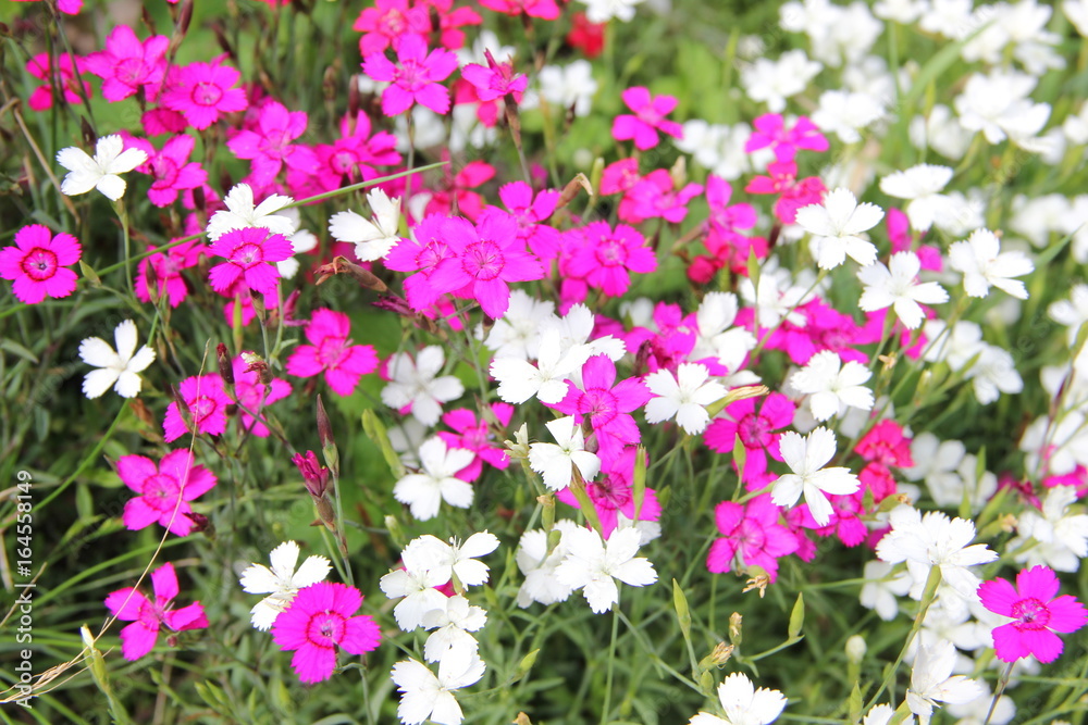 decorative flowers decorative flowers