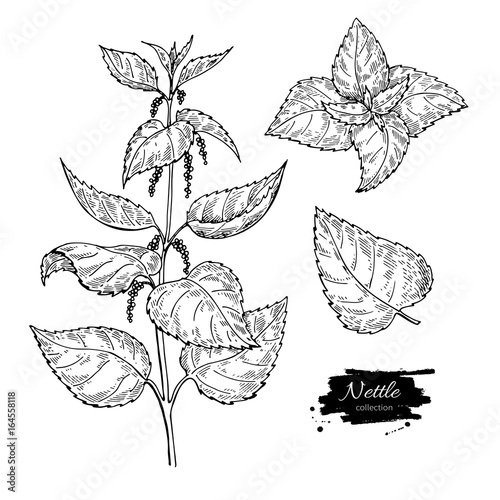 Nettle vector drawing. Isolated medical plant with leaves. Herbal engraved style illustration. Detailed