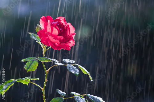 Red Rose in the summer rain
