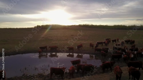 Cattle in a field at sunset