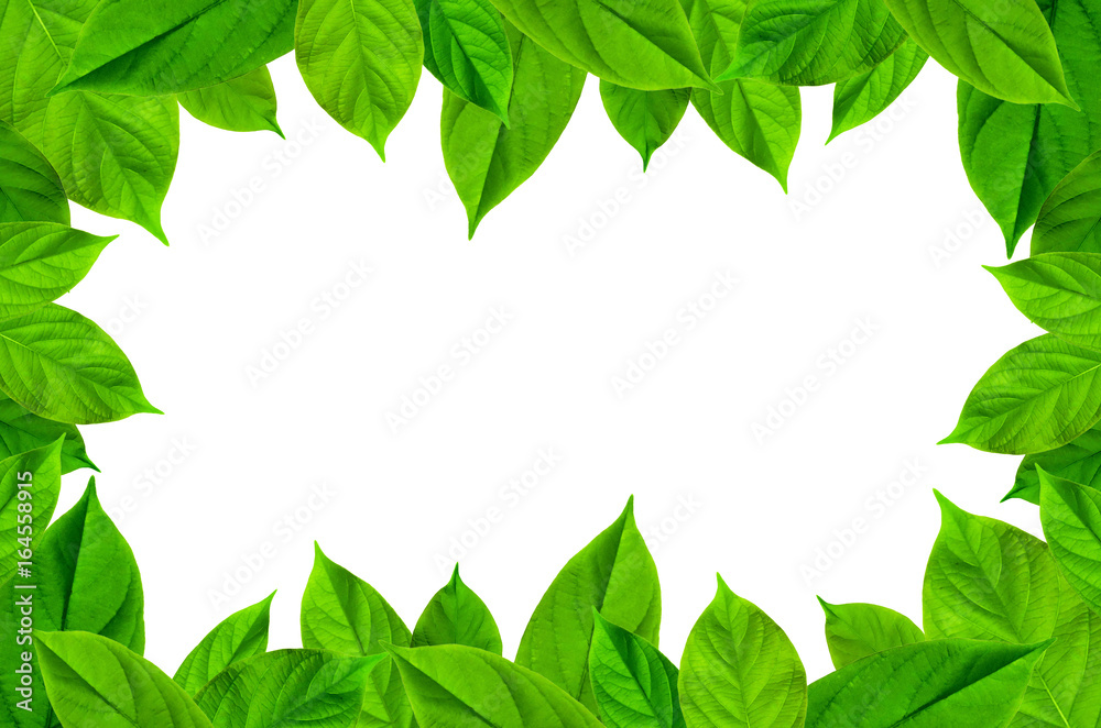Frame from green leaves on white background for isolated, Frame by green leaf and fern leaf, Free space by green leaves and flower on white background for cut of Frame from green leaves on white background for isolated, Frame by green leaf and fern leaf, Free space by green leaves and flower on white background for cut of