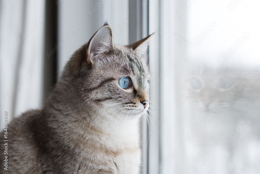 Pretty grey tabby cat watching through a window Pretty grey tabby cat watching through a window