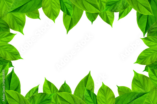 Frame from green leaves on white background for isolated, Frame by green leaf and fern leaf, Free space by green leaves and flower on white background for cut of