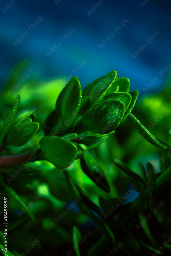 Lemon thyme on a blue abstract background close up Lemon thyme on a blue abstract background close up