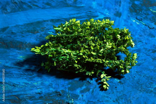 Lemon thyme on a blue abstract background