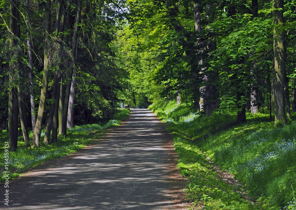 road path in the spring forest with blooming forget-me-not road path in the spring forest with blooming forget-me-not