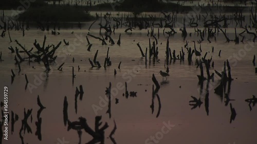 Flock of Flamingos Swimming And Feeding 7