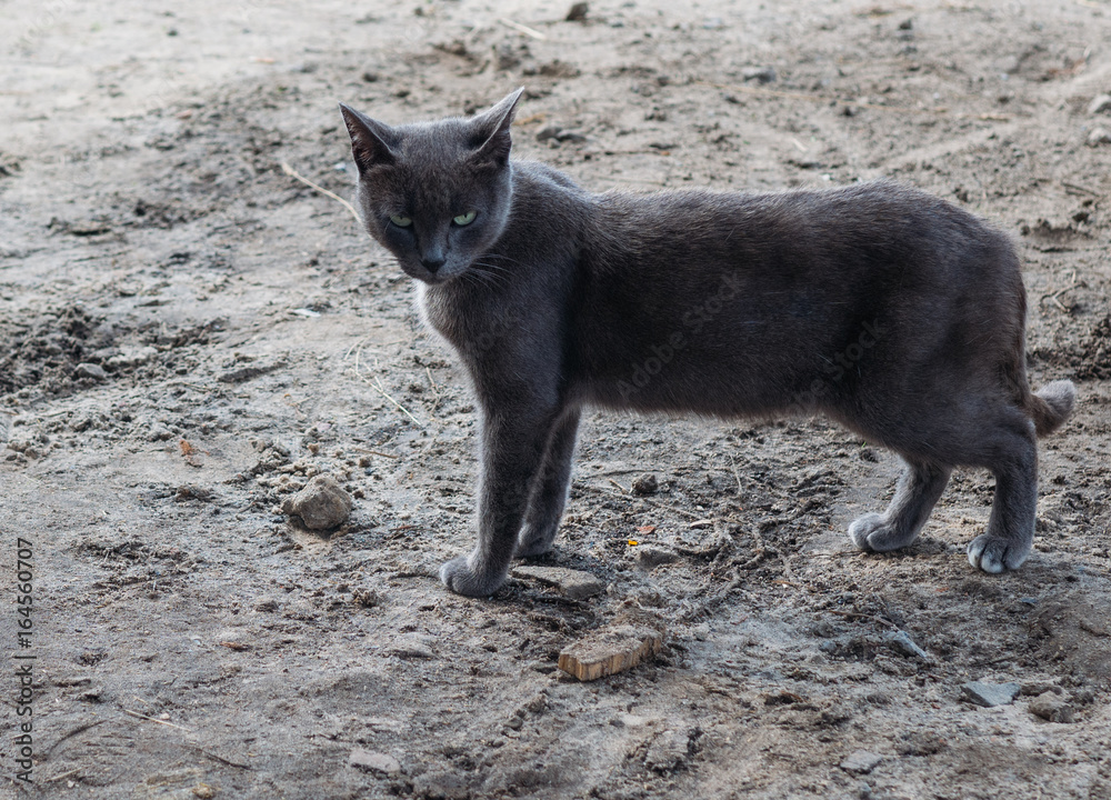 Fototapeta premium grey cat with a serious look