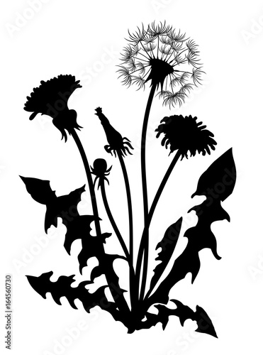 Fototapeta Naklejka Na Ścianę i Meble -  Field dandelion. 