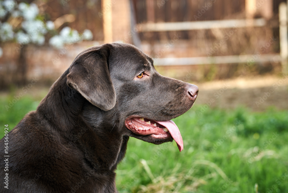 Dog, labrador in the backyard, pets, animals Dog, labrador in the backyard, pets, animals