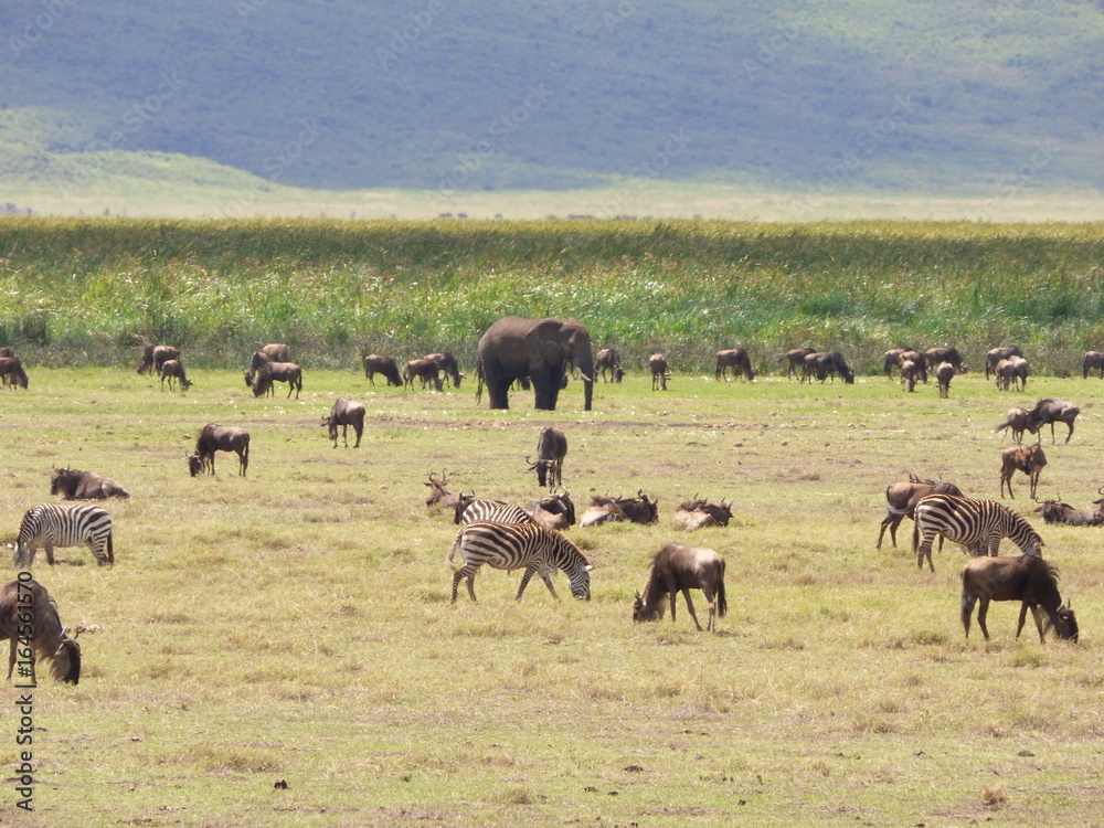 Landscape wild animals in africa Landscape wild animals in africa