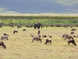 Landscape wild animals in africa