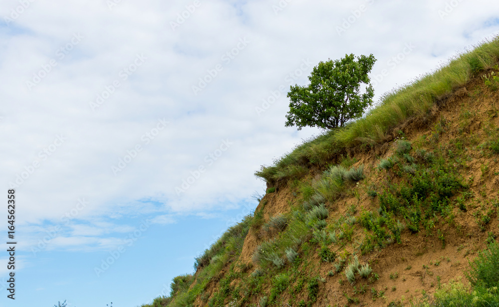 A lone tree on a sloping green field in hills terrain region