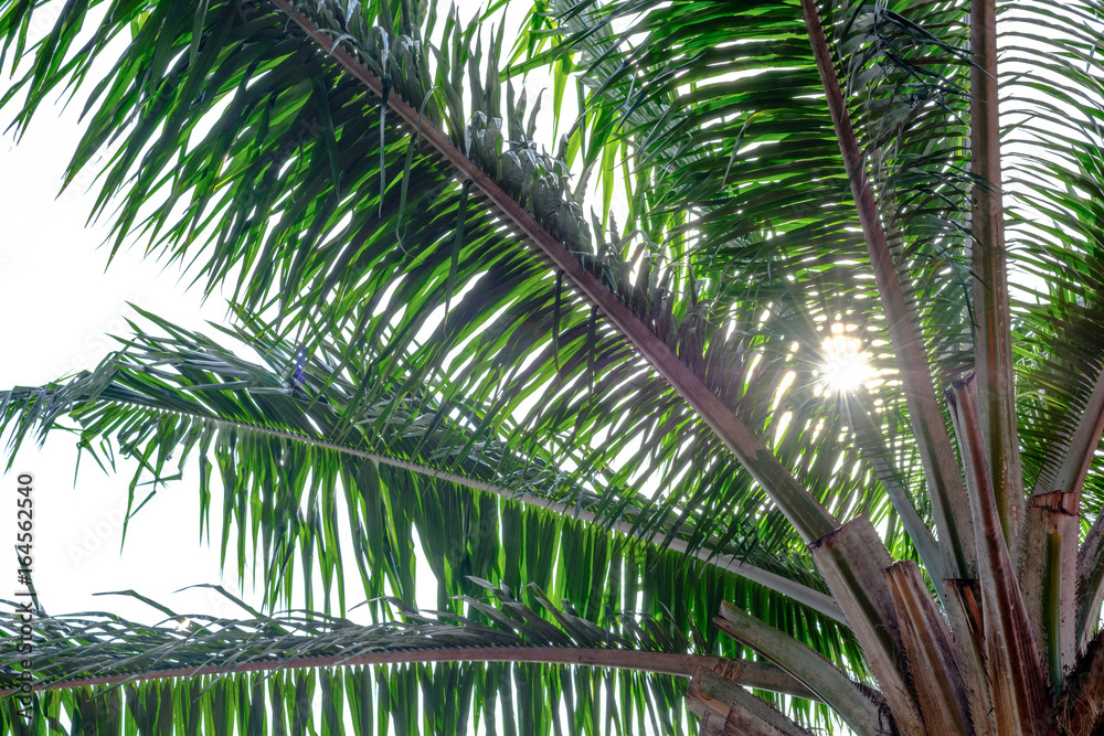 Sunlight effect on branch of palm trees Sunlight effect on branch of palm trees