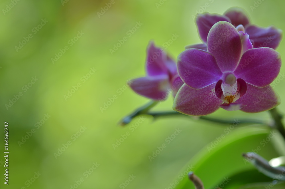 Three small Phalaenopsis Purple orchid flowers on the natural green background. Decorative horizontal photo. Three small Phalaenopsis Purple orchid flowers on the natural green background. Decorative horizontal photo.