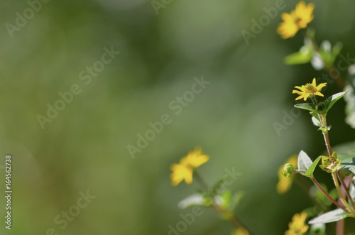 Sanvitalia procumbens on the natural green background. Decorative horizontal photo.