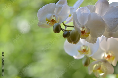 Several Phalaenopsis white orchid flowers with buds on the natural green background. Decorative horizontal photo.