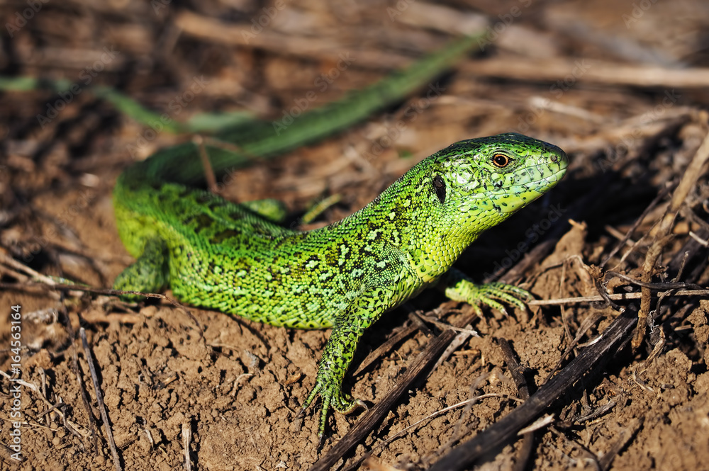 Green lizard at the ground Green lizard at the ground