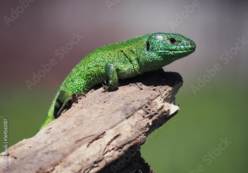 Green lizard laying at the wood stick at the tree at the air