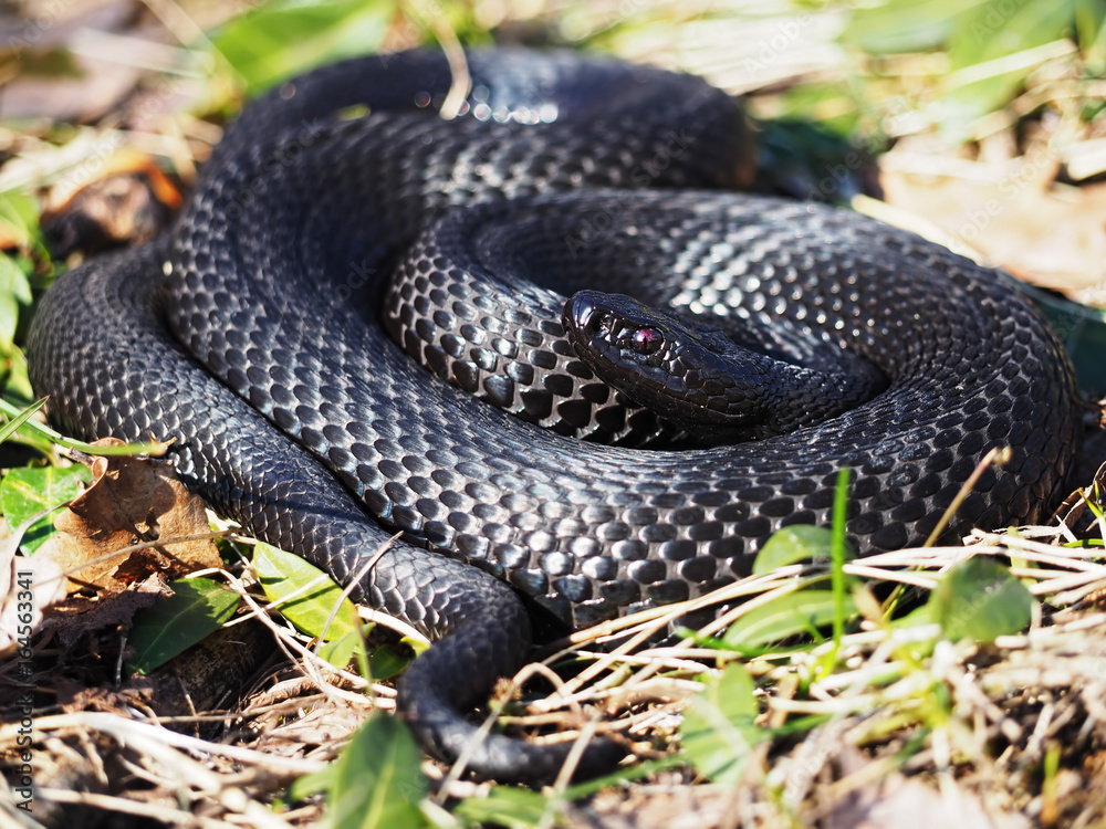 Snake black laying at grass curled up in a ball Snake black laying at grass curled up in a ball