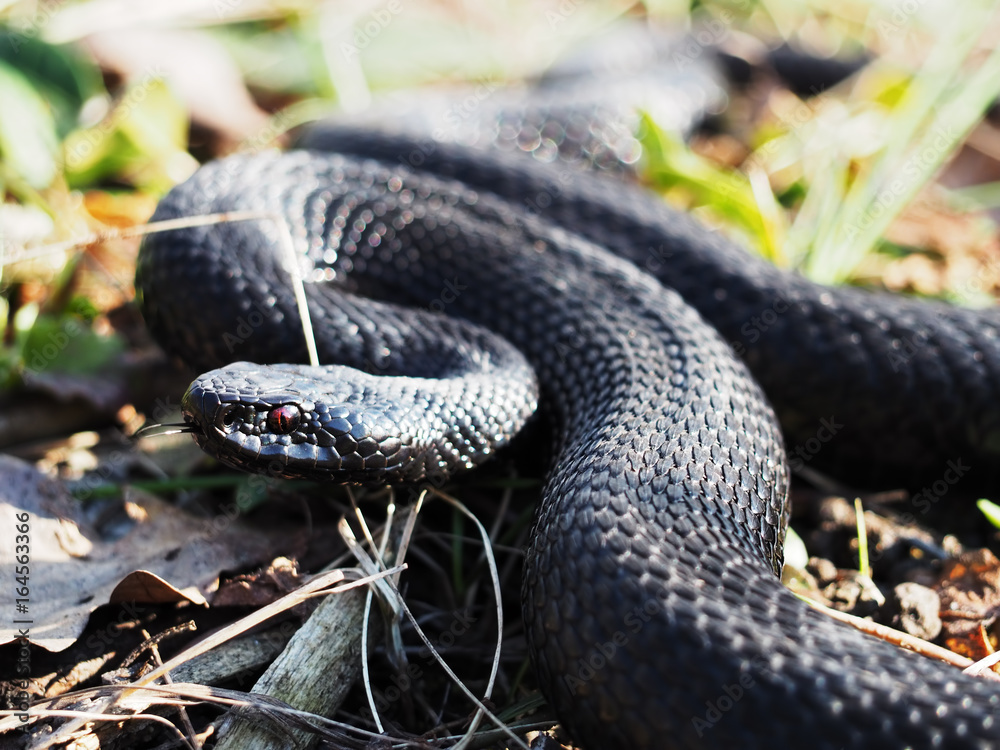 Fototapeta premium Snake black laying at the grass curled up in a ball showing the tongue
