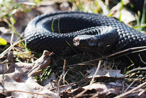 Snake black laying at the grass hunting attack