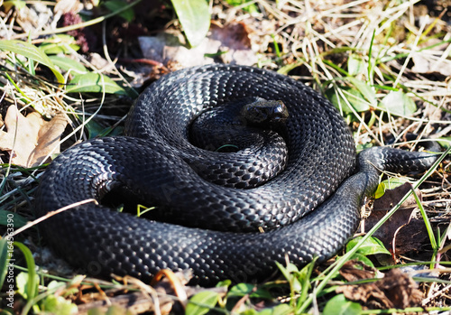 Snake black laying at the green grass  curled up in a ball looking at camera