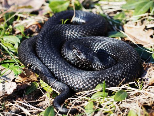 Snake black laying at the green grass  curled up in a ball