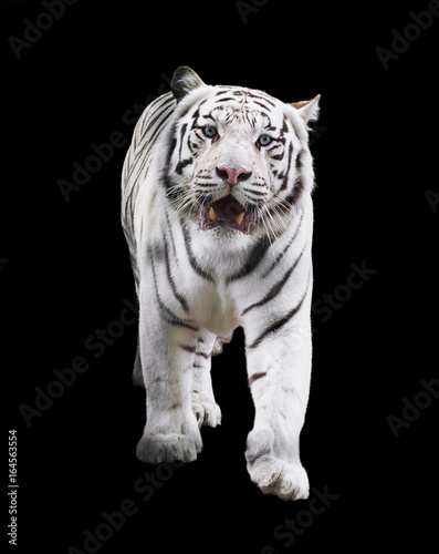 White tiger standing and looking forward isolated at black