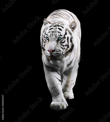 Wallpaper Mural White tiger standing and looking left isolated at black