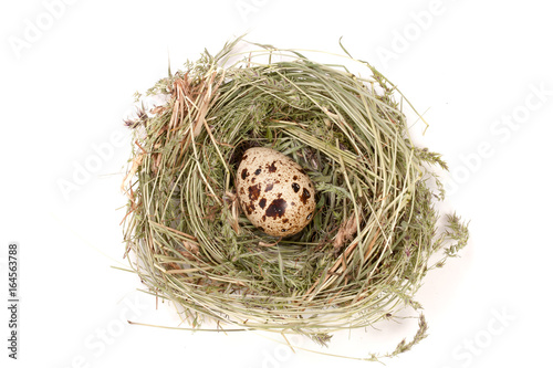 quail egg in a nest isolated on white background. Top view
