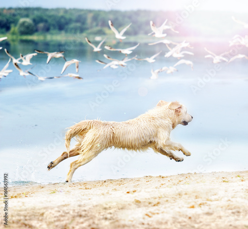Fototapeta Naklejka Na Ścianę i Meble -  A dog runs and jumps on the beach